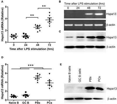 Hspa13 Promotes Plasma Cell Production and <mark class="highlighted">Antibody Secretion</mark>